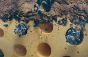 Close up image of germs