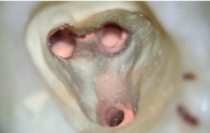 Microscopic Image